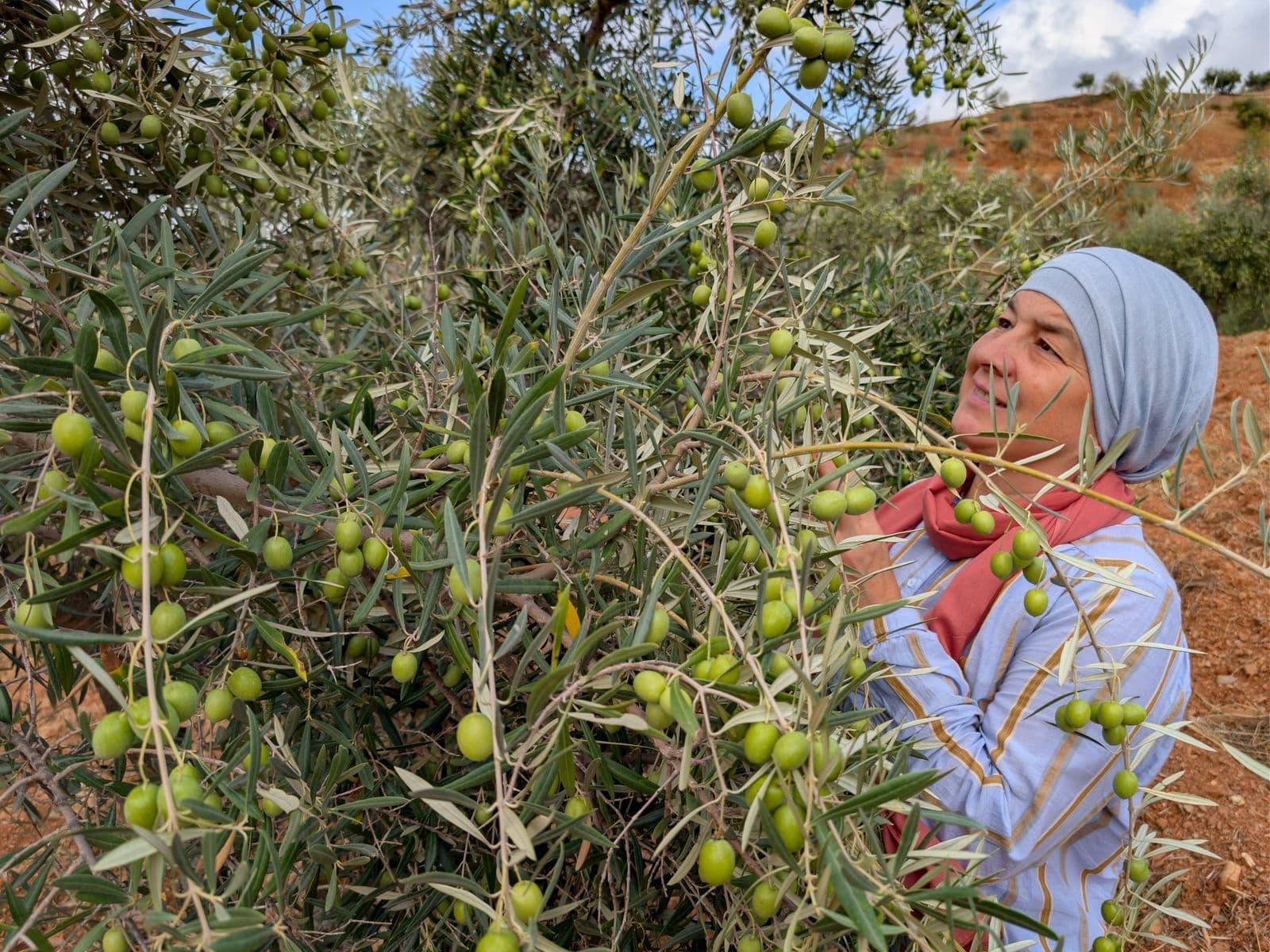 Vista de uma fazenda com oliveiras e montanhas ao fundo, no interior da Andaluzia